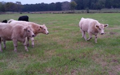 A Few Of My Yearling Heifers For Sale